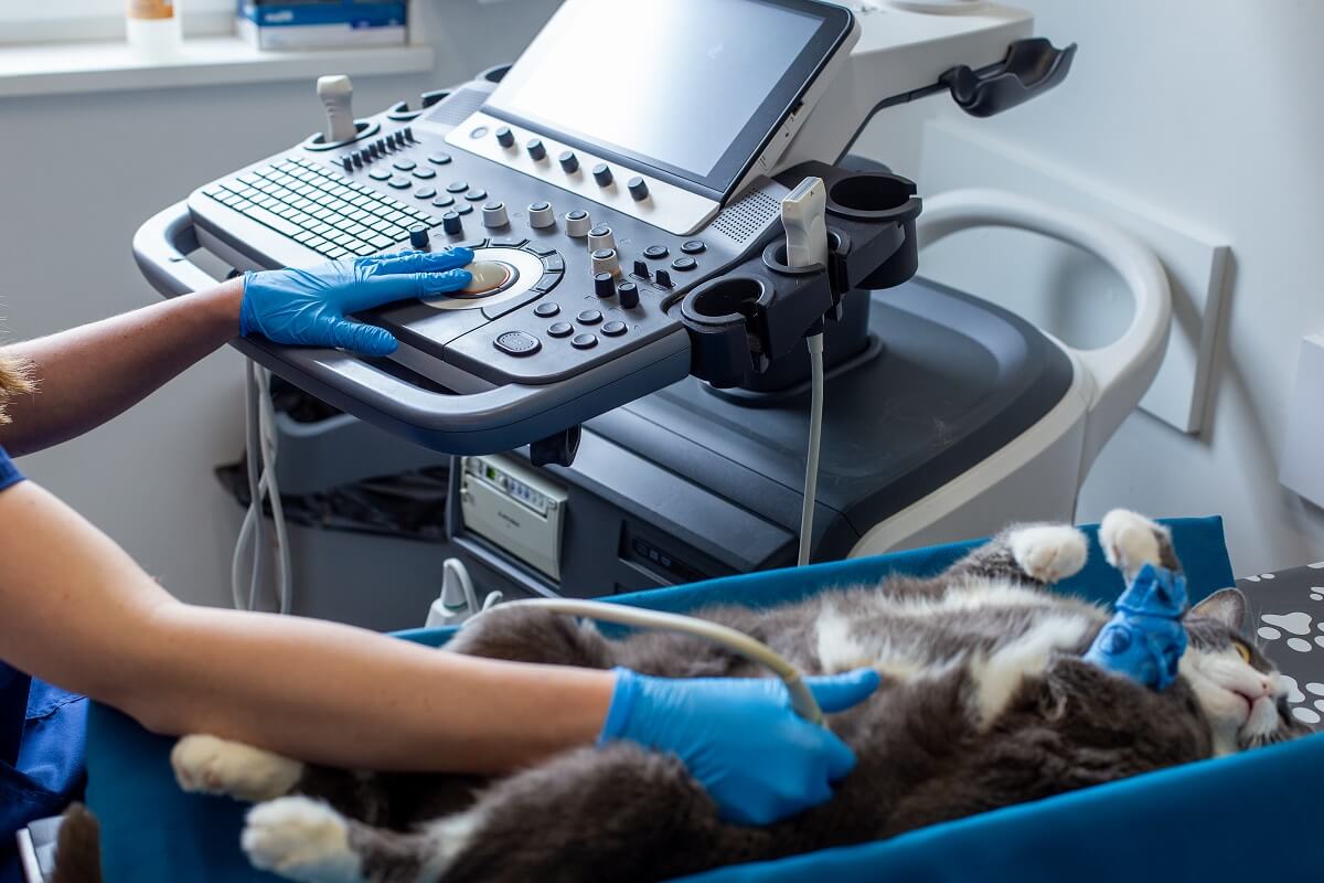 Przychodnia VET MED - Ginekologia