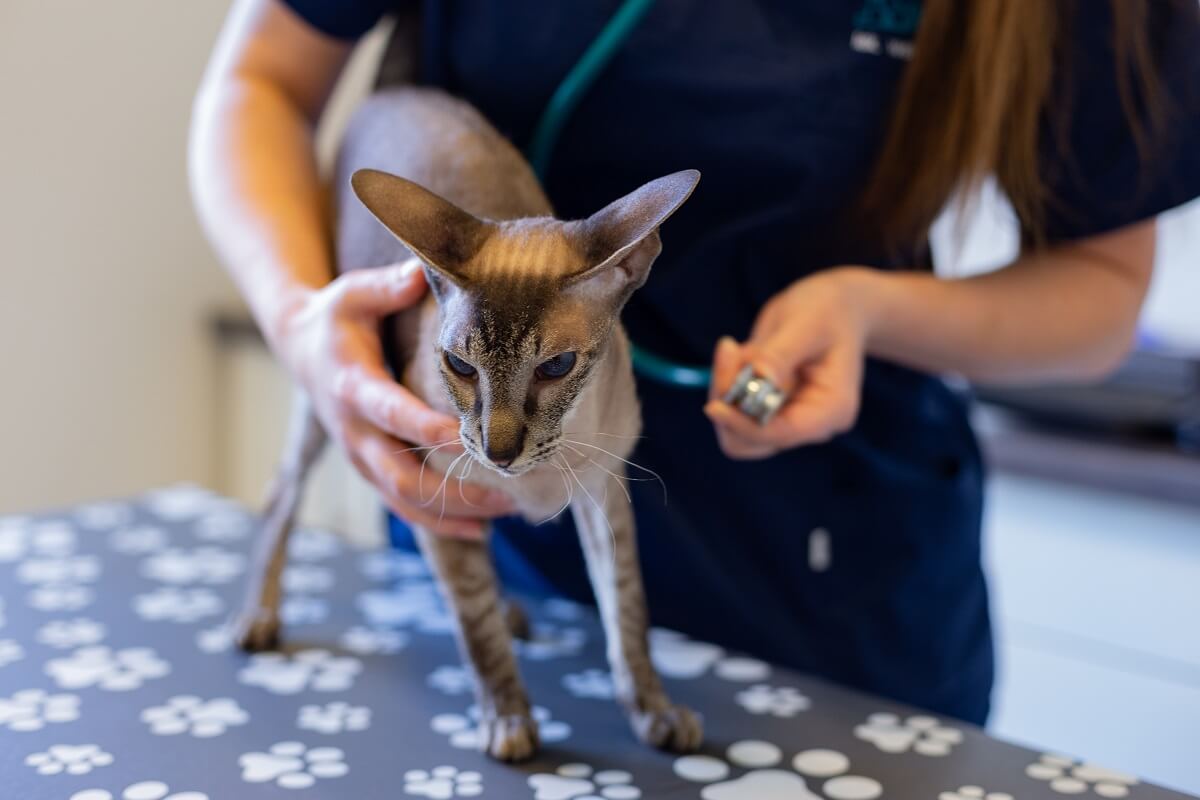 Przychodnia VET MED - Kardiologia