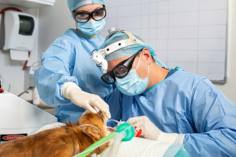 Przychodnia VET MED - Chirurgia