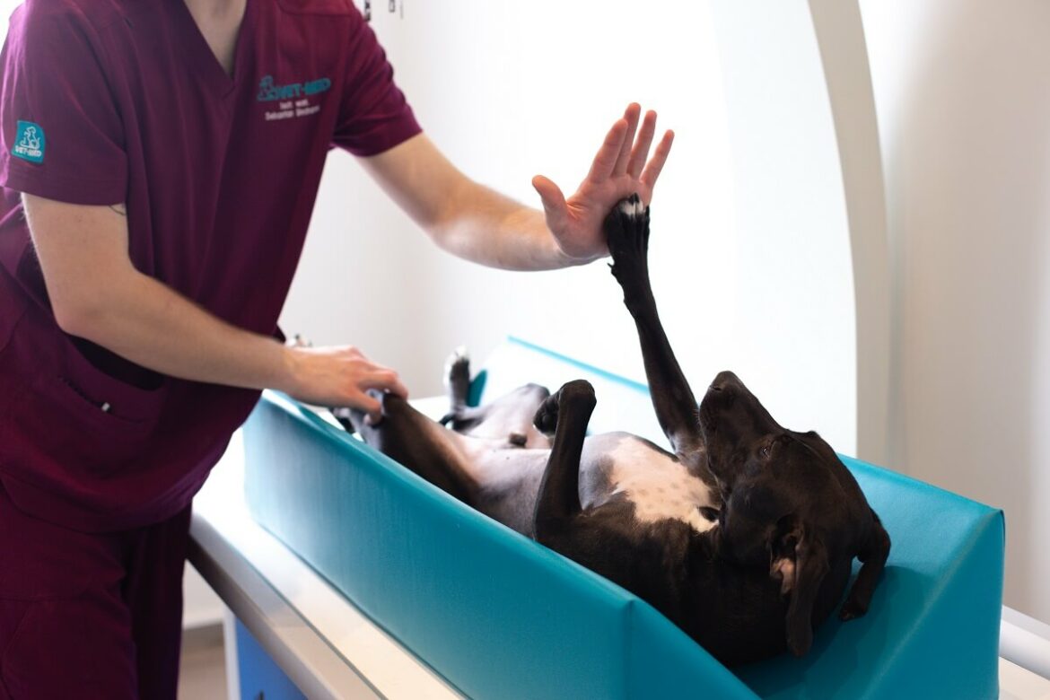 Przychodnia VET MED - Ortopedia