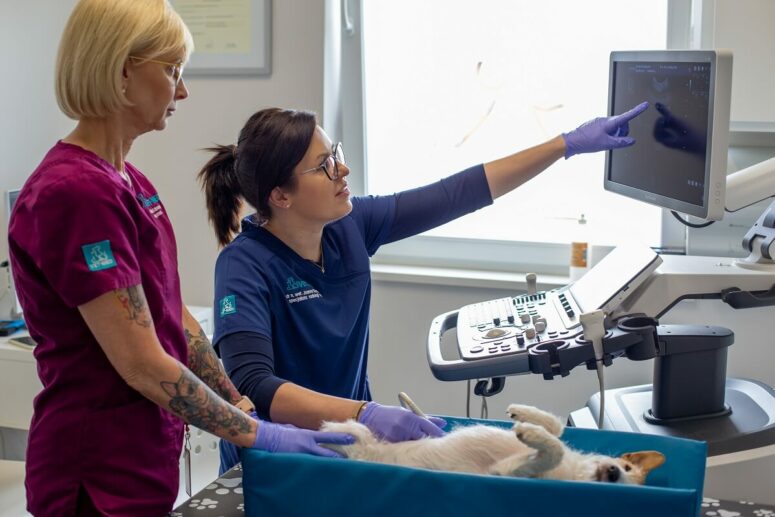 Przychodnia VET MED - USG