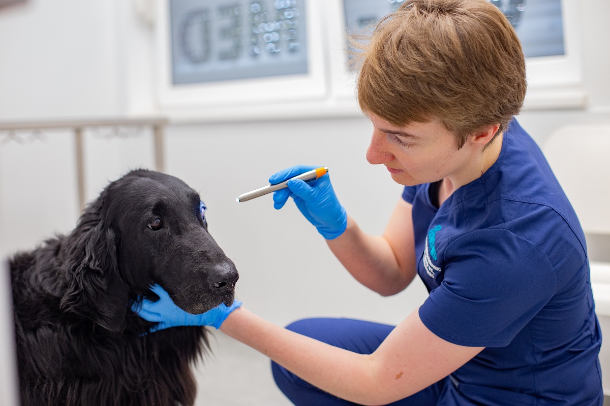 Przychodnia VET MED - Neurologia