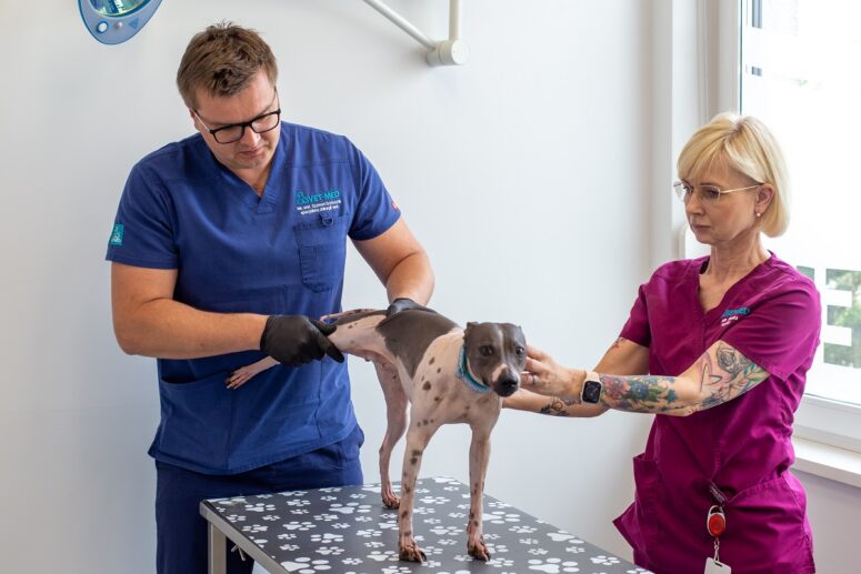 Przychodnia VET MED - ortopedia