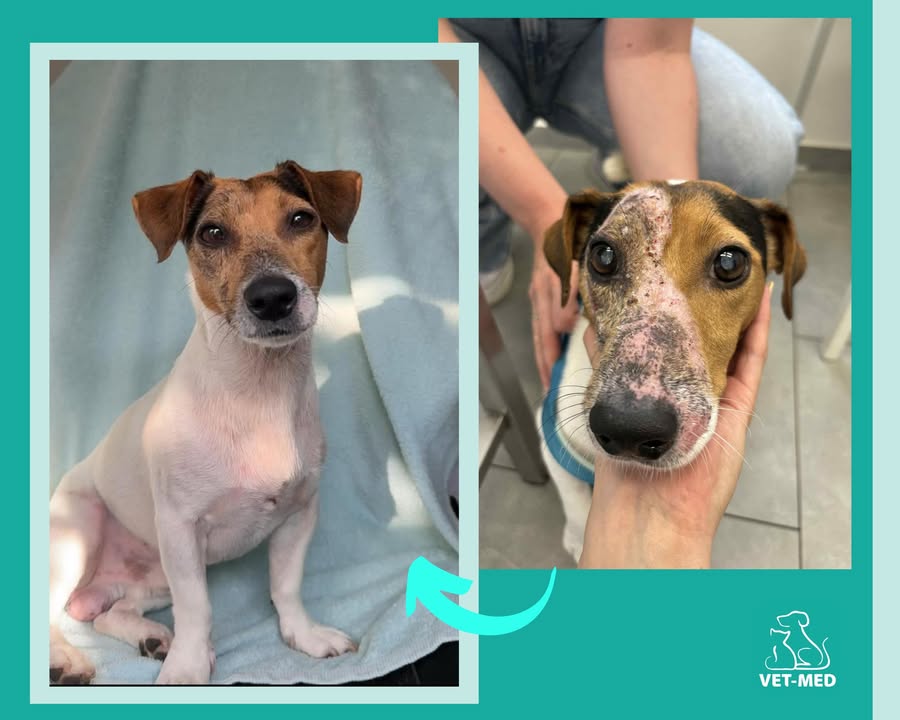 Przychodnia Weterynaryjna Vet-Med Suchy Las