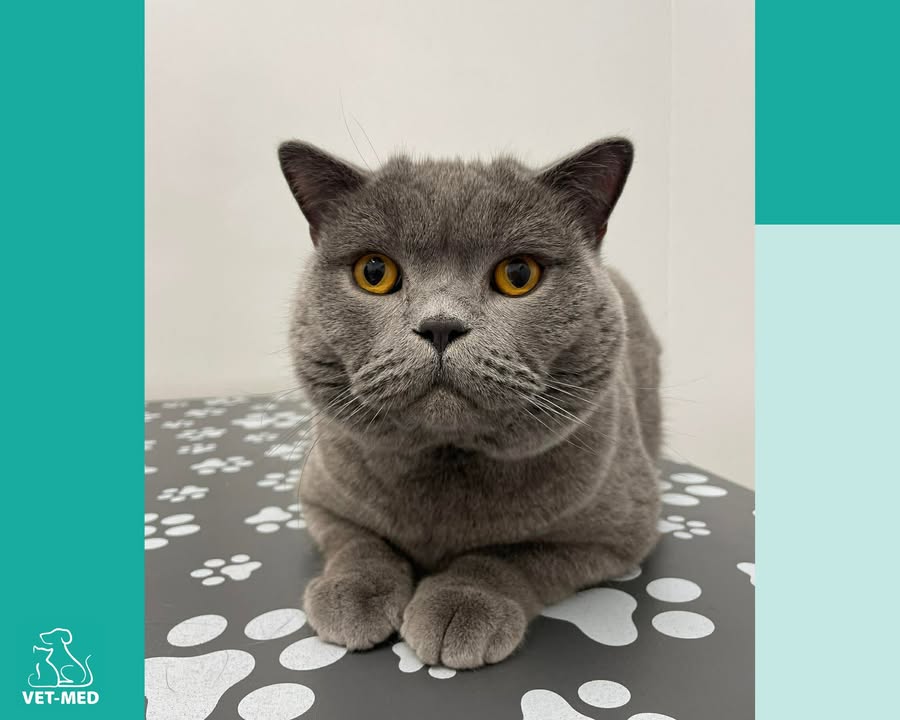 Przychodnia Weterynaryjna Vet-Med Suchy Las