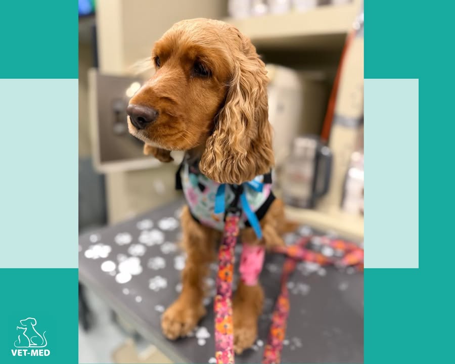 Przychodnia Weterynaryjna Vet-Med Suchy Las